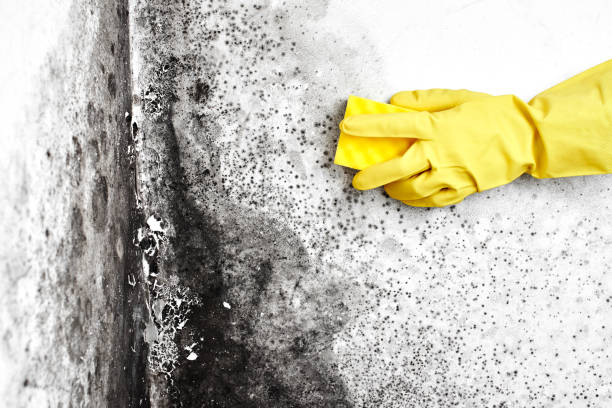 Best Certified Mold Removal  in Nichols Hills, OK