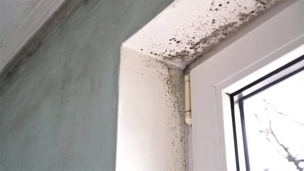 Best Commercial Mold Removal  in Nichols Hills, OK