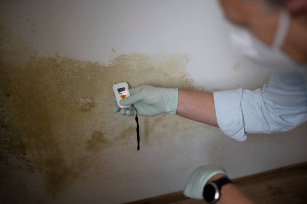 Best Mold Removal Company Near Me  in Nichols Hills, OK