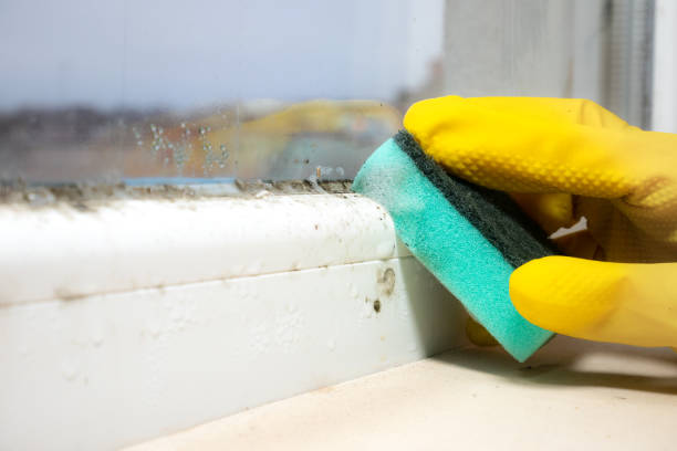 Best Toxic Mold Removal  in Nichols Hills, OK