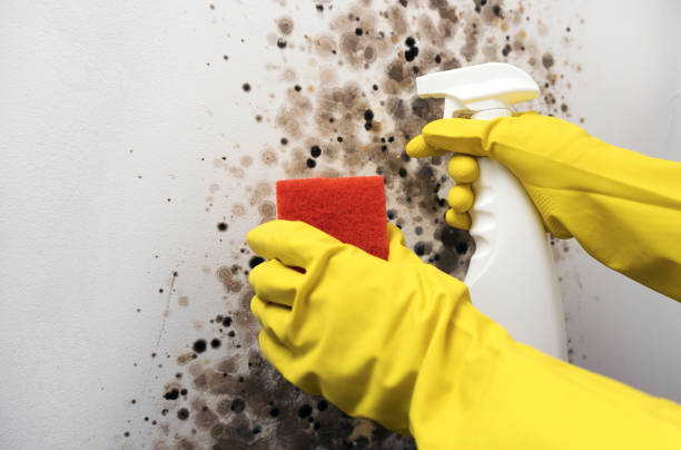 Best Mold Damage Repair  in Nichols Hills, OK