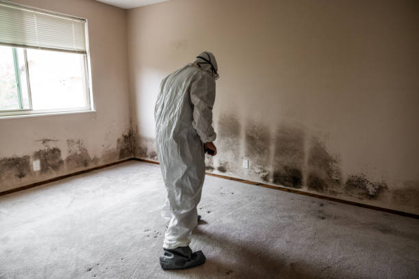 Professional Mold Removal in Nichols Hills, OK