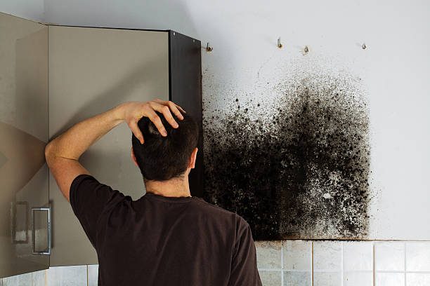 Best Best Mold Removal Companies  in Nichols Hills, OK